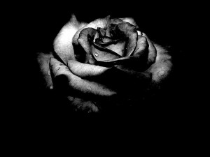 black_rose.jpg
